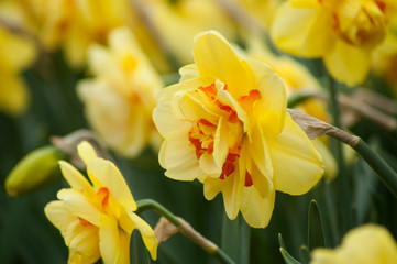 closeup of yellow daffodils in a public garden