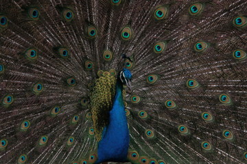 Obraz premium peacock with feathers out