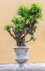 Beauty bonsai plant pots placed decoration beside wall background.