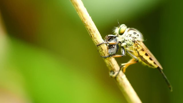 Robber fly eating prey on twig in forest.