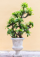 Beauty bonsai plant pots placed decoration beside wall background.