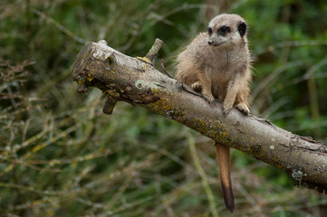 closeup of meerkat standing on branch