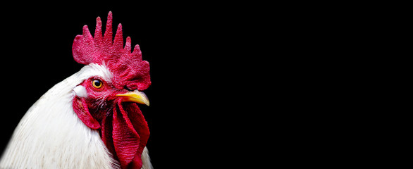 head white Rooster Chicken isolated on a black background. copy space. Panoramic view