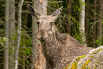Naklejka na ściany i meble Close up of a large female moose behind a rock