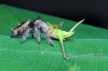 spider is eating grasshopper