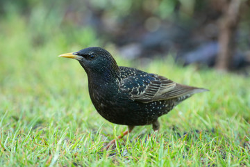 Starling (Sturnus vulgaris)