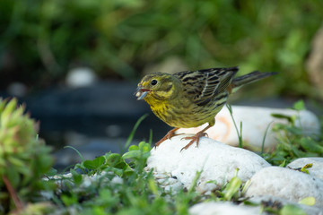 Siskin (Carduelis spinus) in the garden