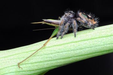 spider is eating grasshopper