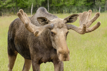 Large male moose with large antlers in a green field