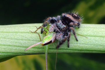 spider is eating grasshopper