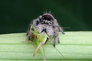 spider is eating grasshopper