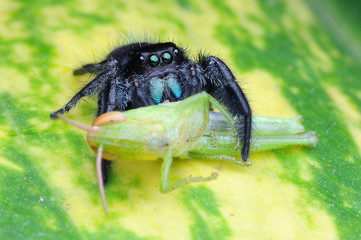 spider is eating grasshopper