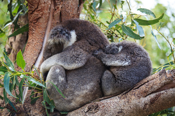 Cute embracing couple of Australian koala bears mother and its baby sleeping on an eucalyptus tree.