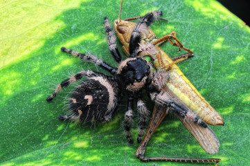 spider is eating grasshopper