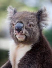Portrait cute Australian Koala Bear sitting in an eucalyptus tree and looking with curiosity. Kangaroo island.