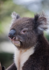 Portrait cute Australian Koala Bear sitting in an eucalyptus tree and looking with curiosity. Kangaroo island.