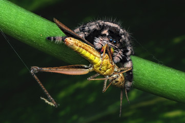 spider is eating grasshopper