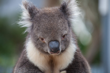 Portrait cute Australian Koala Bear sitting in an eucalyptus tree and looking with curiosity. Kangaroo island.