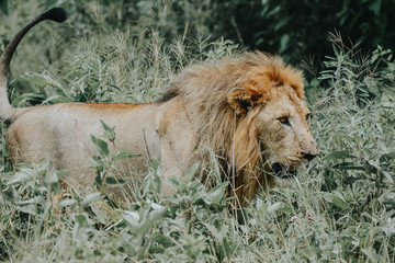 Portrait Lion in Tanzania