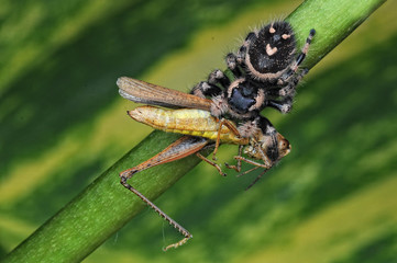 spider is eating grasshopper