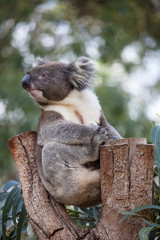 Portrait cute Australian Koala Bear sitting in an eucalyptus tree and looking with curiosity. Kangaroo island.