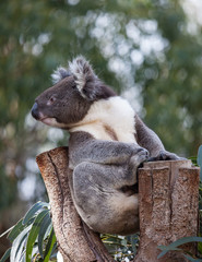 Portrait cute Australian Koala Bear sitting in an eucalyptus tree and looking with curiosity. Kangaroo island.