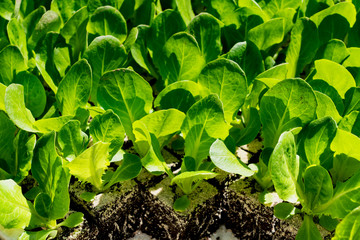 Salad seedlings, Salat Setzlinge