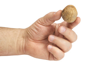 walnut in hand on white background