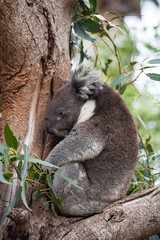Portrait cute Australian Koala Bear sitting and sleeping in an eucalyptus tree . Kangaroo island.