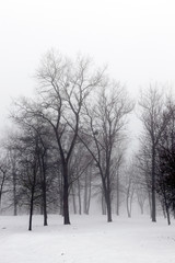 trees in winter