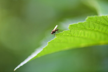 Common fly sitting on a green sheet, macro photo