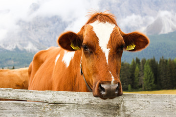 Kuh auf der Alm