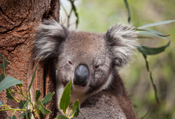 Portrait cute Australian Koala Bear sitting in an eucalyptus tree and looking with curiosity. Kangaroo island.