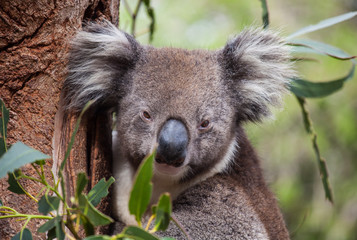 Portrait cute Australian Koala Bear sitting in an eucalyptus tree and looking with curiosity. Kangaroo island.