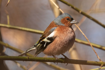 Common finch, bright bird sits on a thin branch and looks at the photographer. City birds. Blurred background. Close-up. Wild nature. Spring soon.