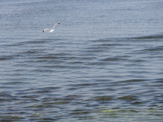 mediterranean sea of tunisia