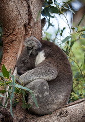 Portrait cute Australian Koala Bear sitting comfortable and sleeping in an eucalyptus tree . Kangaroo island.