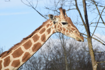 giraffe