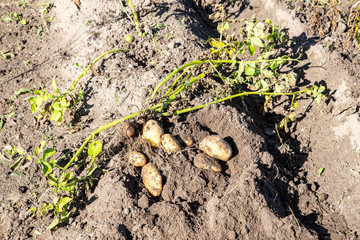 Freshly dug organic potatoes of new harvest