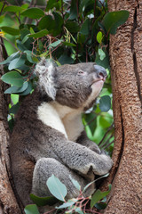 Portrait cute Australian Koala Bear climbing in an eucalyptus tree and looking with curiosity. Kangaroo island.