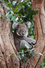 Portrait cute Australian Koala Bear sitting in an eucalyptus tree and looking with curiosity. Kangaroo island.