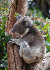 Portrait cute little Australian Koala Bear climbing in an eucalyptus tree and looking with curiosity. Kangaroo island.