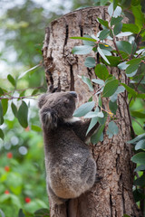 Portrait cute little Australian Koala Bear climbing in an eucalyptus tree and looking with curiosity. Kangaroo island.