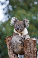 Portrait cute Australian Koala Bear with big hairy ears sitting in an eucalyptus tree and looking with curiosity. Kangaroo island.