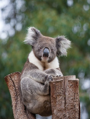 Portrait cute Australian Koala Bear with big hairy ears sitting in an eucalyptus tree and looking with curiosity. Kangaroo island.