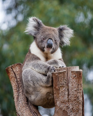 Portrait cute Australian Koala Bear with big hairy ears sitting in an eucalyptus tree and looking with curiosity. Kangaroo island.