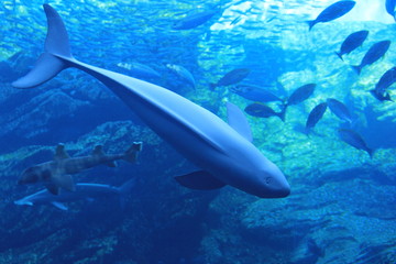 スナメリの背側