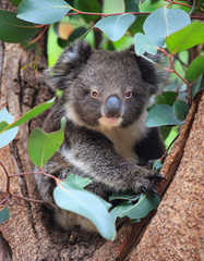 Portrait litlle cute Australian Koala Bear sitting in an eucalyptus tree and looking with curiosity. Kangaroo island.