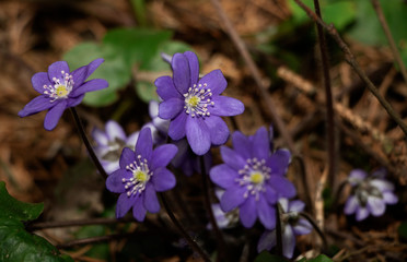 First spring flowers in the forest 