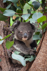 Portrait litlle cute Australian Koala Bear sitting in an eucalyptus tree and looking with curiosity. Kangaroo island.